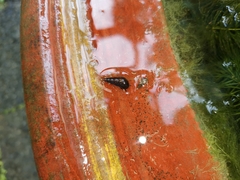 Melanoides tuberculata