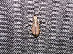 Cicindela hirticollis