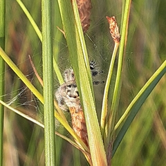 Phidippus regius