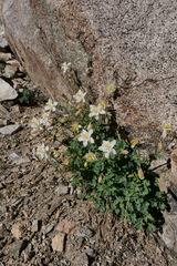 Aquilegia pubescens