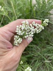 Parthenium