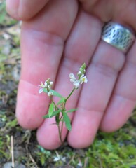 Polygala verticillata