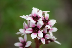 Boykinia richardsonii