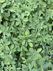 Baptisia