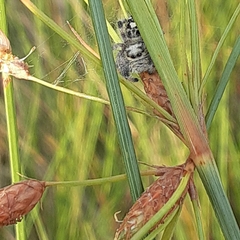 Phidippus regius