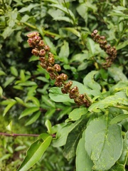 Phytolacca