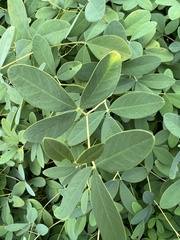 Baptisia