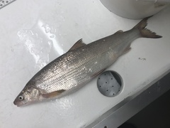 Coregonus clupeaformis