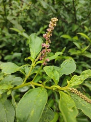 Phytolacca