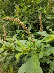 Phytolacca