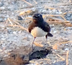 Rhipidura leucophrys