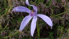 Pheladenia deformis