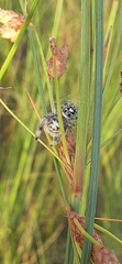 Phidippus regius