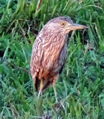 Nycticorax caledonicus