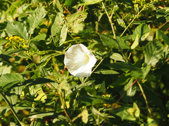 Calystegia sepium