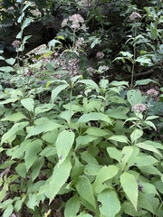 Eutrochium purpureum