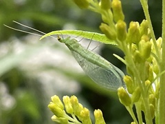 Chrysopa oculata