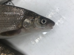 Coregonus clupeaformis