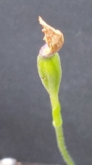 Pheladenia deformis