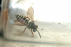 Triepeolus
