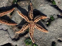 Meyenaster gelatinosus
