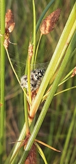 Phidippus regius