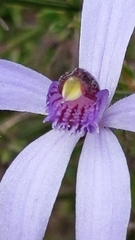 Pheladenia deformis
