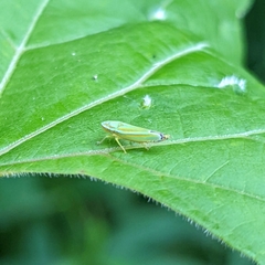 Graphocephala versuta