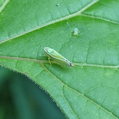 Graphocephala versuta