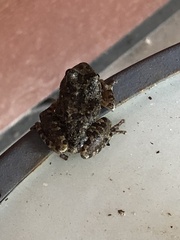 Pseudacris cadaverina