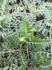 Tribulus