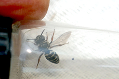 Triepeolus