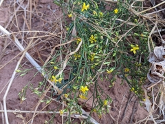 Gutierrezia sarothrae