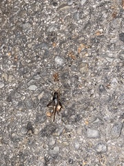 Velarifictorus micado