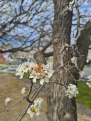 Pyrus calleryana
