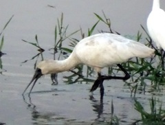 Platalea regia