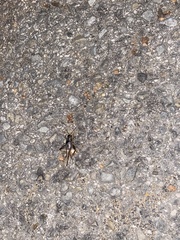 Velarifictorus micado