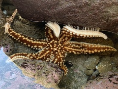 Meyenaster gelatinosus