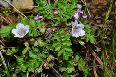 Phacelia platycarpa