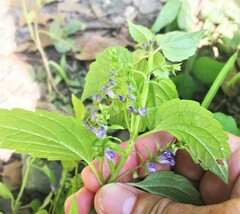 Scutellaria lateriflora