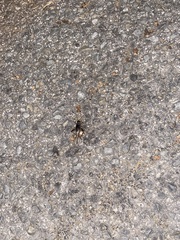 Velarifictorus micado