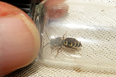 Triepeolus