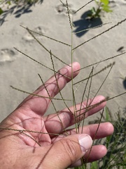 Leptochloa