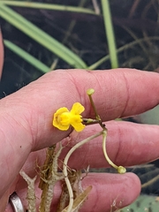 Utricularia