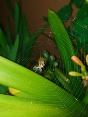 Alpaida veniliae