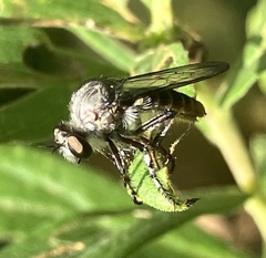Heteropogon macerinus