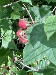 Rubus odoratus