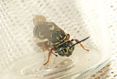 Triepeolus