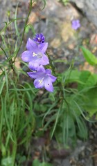 Campanula rotundifolia