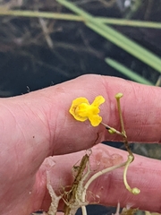 Utricularia